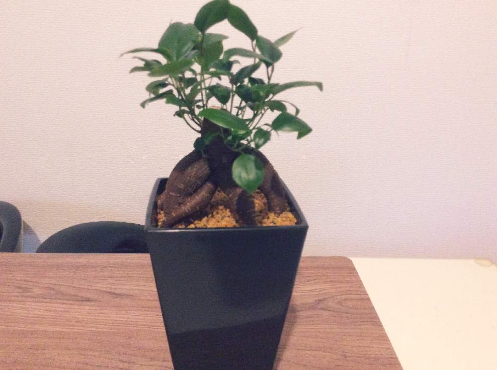 ガジュマルの投稿画像 By ねこさんさん 21月2月14日 Greensnap グリーンスナップ