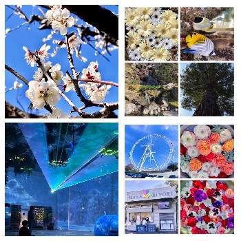よみうりランドの画像 by ヒーちゃんさん | お出かけ先と白梅の花と花とデジタルのアートショーとHANA・BIYORIとマッピングとよみうりランドとしろいはな