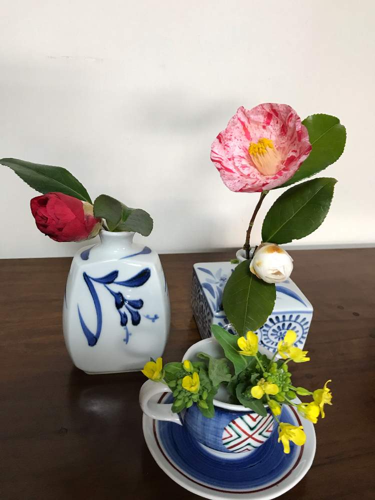 ツバキの投稿画像 By ぽわんさん 菜の花とお花が好きとお気に入りの器や花瓶と植物と切り花を楽しむと今日のお花と砥部焼と楽しい田舎暮らし 21月2月14日 Greensnap グリーンスナップ