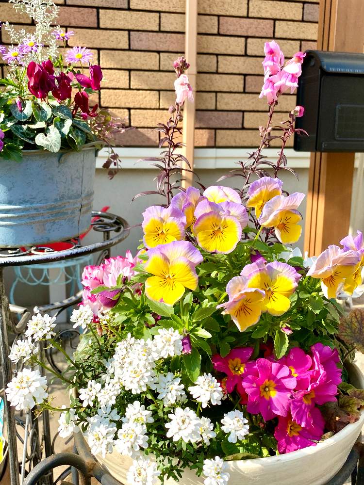 寄せ植えの投稿画像 By Ciita Gardenさん 自宅にて とコチア ダイアモンドダストとパンジー 虹色スミレとプリムラ ジュリアンと花のある暮らしとガーデンシクラメン Origamiとガーデンシクラメンヴァンパイヤとイベリスとガーデンシクラメンとプリムラとキンギョソウと