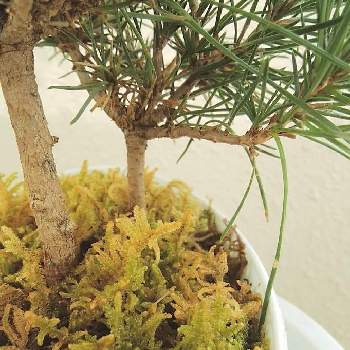 黒松と苔の画像 by *chico*さん | バルコニー/ベランダと観察と植物生活と朝の空気✨と黒松と苔