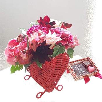 チューリップ クラウンオブダイナスティの投稿画像一覧 Greensnap グリーンスナップ