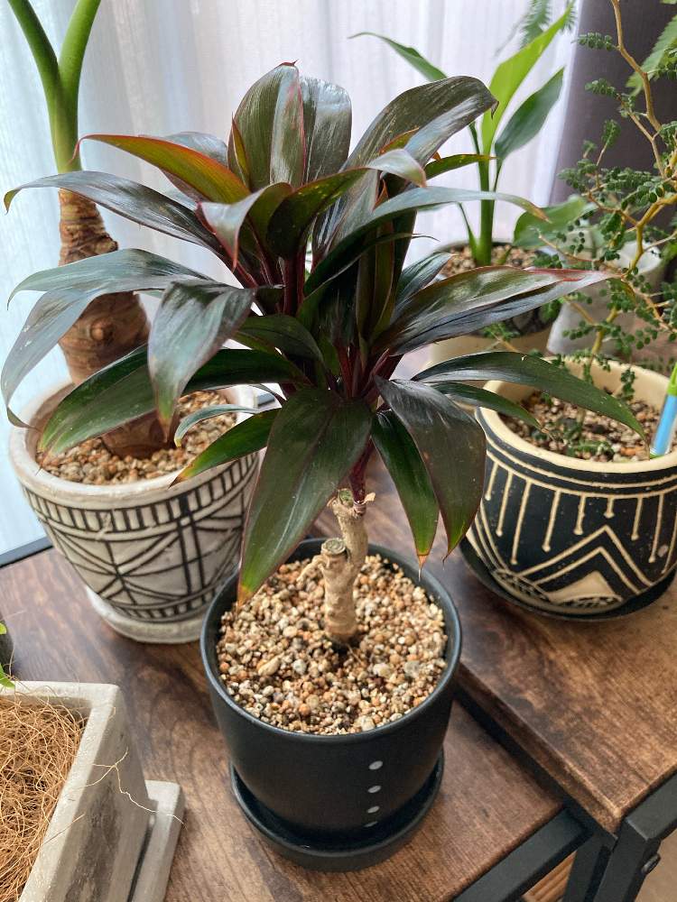 観葉植物 コルディリネ パープルコンパクター 花言葉 幸福 Marketingagricola Pt