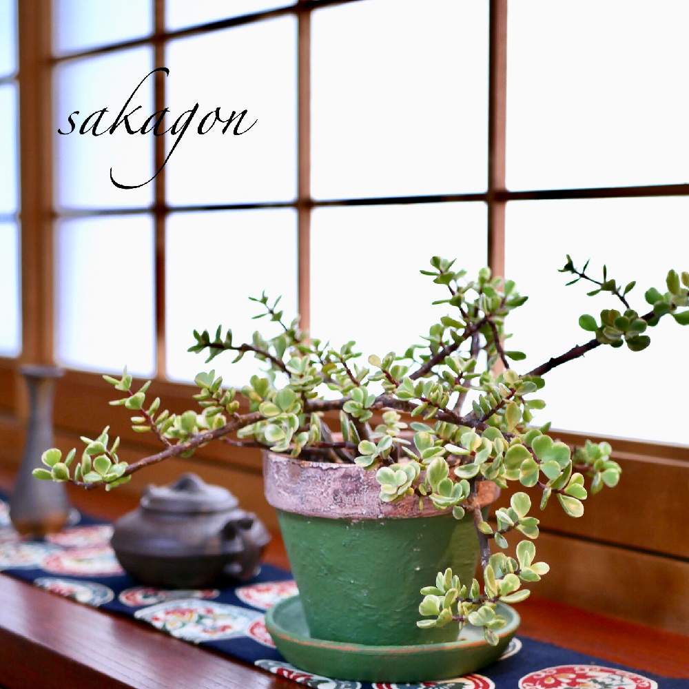 ポーチュラカリア雅楽の舞の投稿画像 By Sakagonさん 多肉植物とお部屋と多肉植物とリメ鉢とdiyとstayhomeと古道具 21月2月14日 Greensnap グリーンスナップ