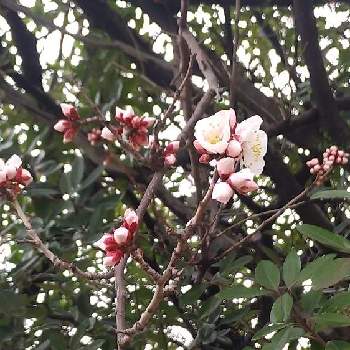 豊後梅の投稿画像一覧 Greensnap グリーンスナップ