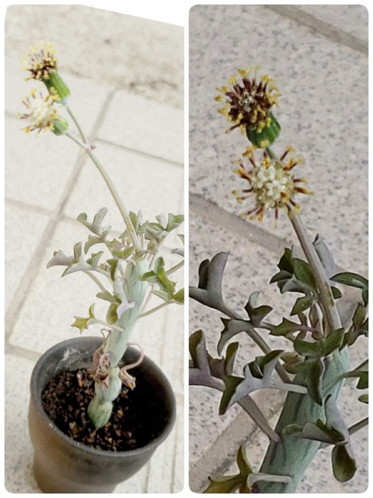 七宝樹の投稿画像 By でーやんさん 花のにおい 21月2月14日 Greensnap グリーンスナップ