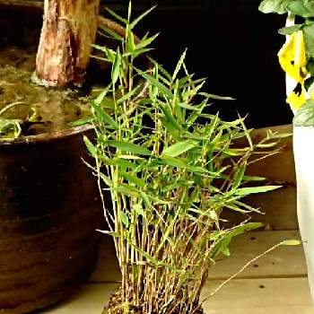 姫竹の投稿画像一覧 Greensnap グリーンスナップ