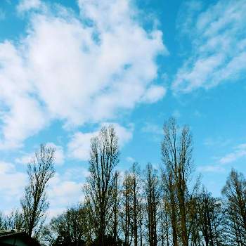 散策の途中での画像 by m＆oさん | お出かけ先と都立水元公園と雲撮りと雲仲間と空撮りと散策の途中でと今朝の散歩道と今朝の１枚とメタセコイヤの樹木