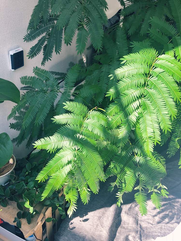 エバーフレッシュの投稿画像 By ともぱかさん 21月2月14日 Greensnap グリーンスナップ