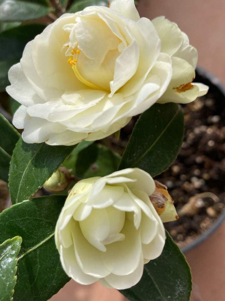 西洋椿の投稿画像 By ねこ娘さん ツバキ 椿 つばきと外国椿バターミントとお花大好き と可愛い花とおうち園芸と花の応援メッセージとラッキーな出会いとお揃い嬉しいとありがとう と繋がりに感謝 21月2月14日 Greensnap グリーンスナップ