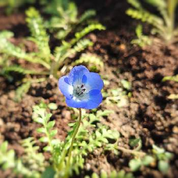 ネモフィラ種まきの投稿画像一覧 Greensnap グリーンスナップ