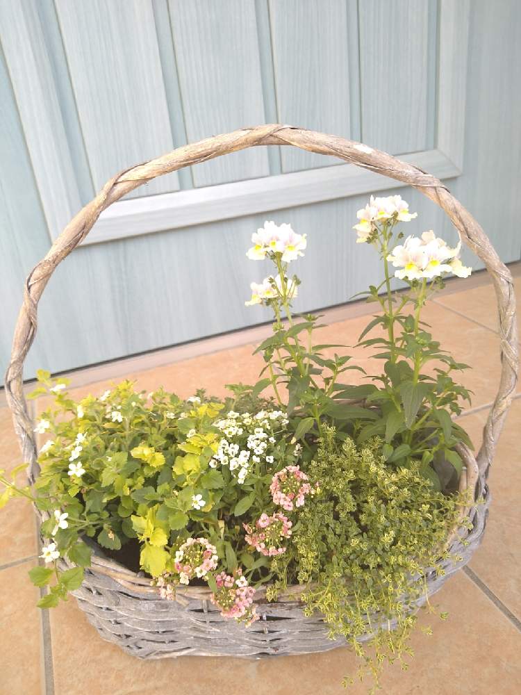 相談の投稿画像 By すずななさん 21月2月14日 Greensnap グリーンスナップ