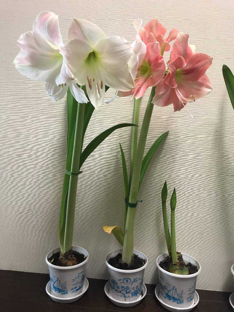 アマリリス球根の成長記録 Amaryllis Pot Flower｜🍀GreenSnap