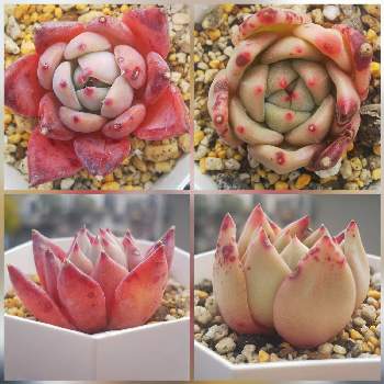 ピンクシャンペンの投稿画像一覧 Greensnap グリーンスナップ