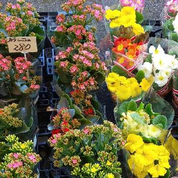 花屋の店先の投稿画像一覧 Greensnap グリーンスナップ