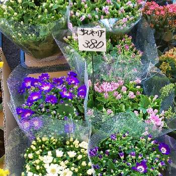 花屋の店先の投稿画像一覧 Greensnap グリーンスナップ