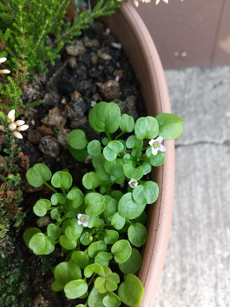 カルーナの投稿画像 By Flower Skyさん イオノプシジウムと花の咲く木と春に咲く花とピンクの花と冬の花と種まきから育てるとおうち園芸と花のある暮らし 21月2月14日 Greensnap グリーンスナップ