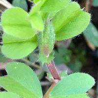 カラスノエンドウ,ヤハズエンドウ(カラスノエンドウ),野草,花のある暮らし,草花大好きの画像