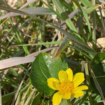 黄色い小さい花の投稿画像一覧 Greensnap グリーンスナップ