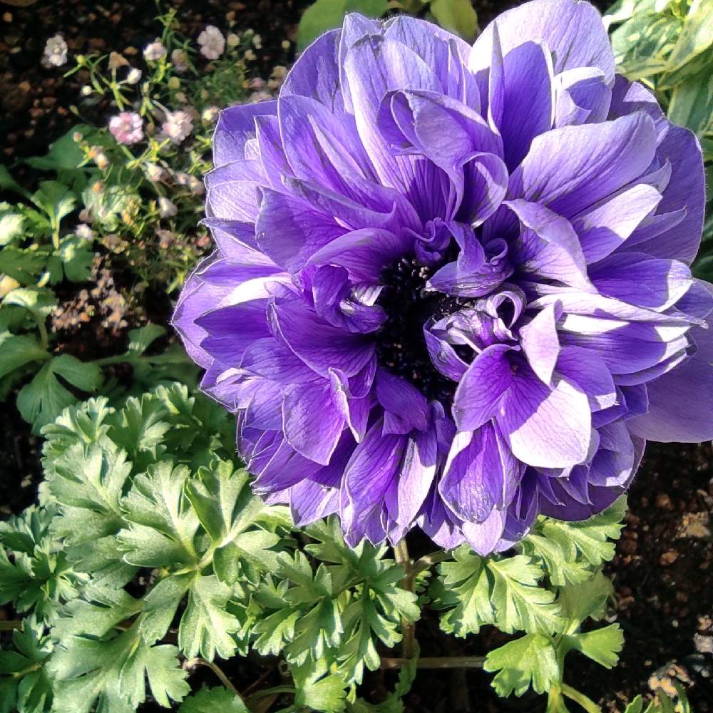 アネモネドライフラワー 八重咲き Www Vetrepro Fr