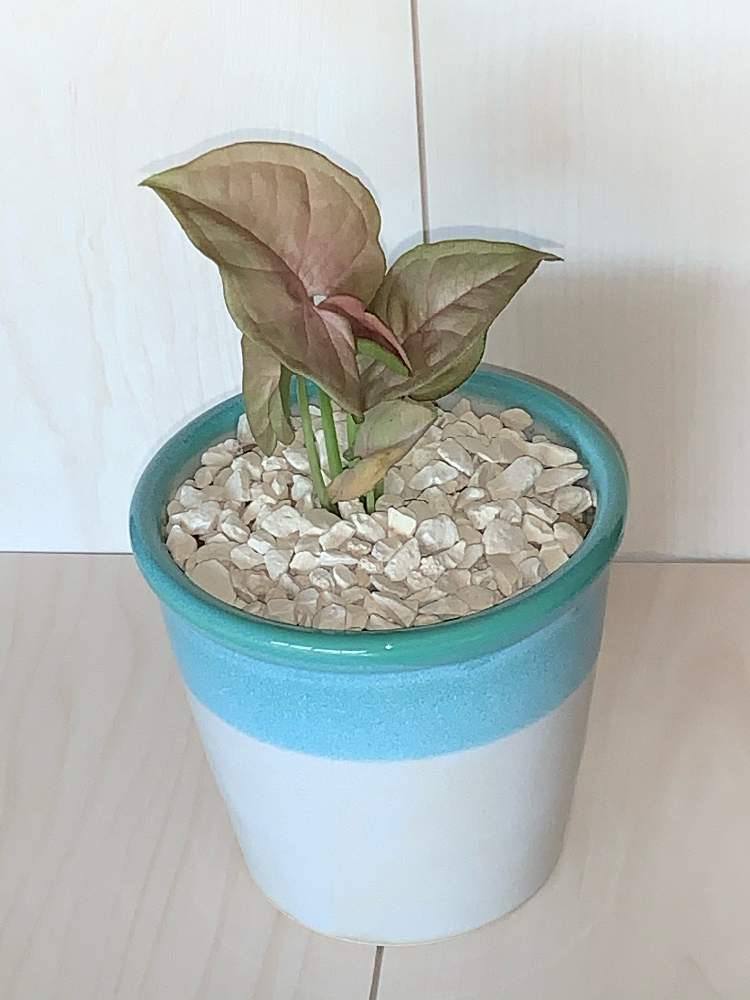 シンゴニウムの投稿画像 By ちきさん 観葉植物とお気に入りの器や花瓶と植物とダイソーと植え替えとおうち園芸 21月2月14日 Greensnap グリーンスナップ シンゴニウムの投稿画像 By ちきさん 観葉植物とお気に入りの器や花瓶と植物とダイソーと植え替えとおうち園芸 21月2月14日 Greensnap グリーンスナップ