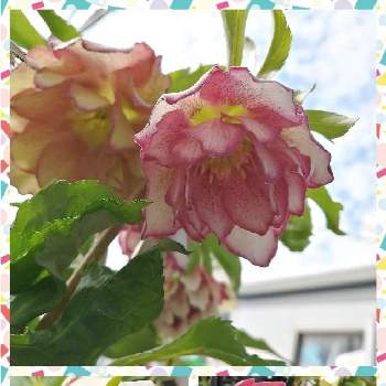 クリスマスローズダブル ピンクの投稿画像一覧 Greensnap グリーンスナップ