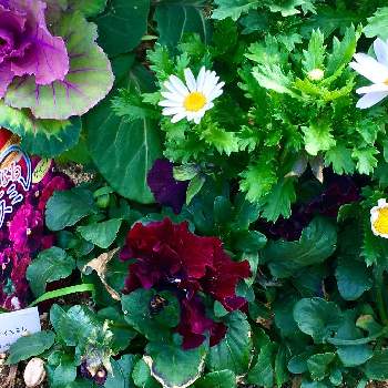 クリサンセマム・ノースポールの画像 by ひまわり大好きさん | 広い庭とクリサンセマム・ノースポールとクリサンセマム　ムルチコレと癒しの時間と可愛い花と綺麗なお花❤と植物大好きと癒されて❤️