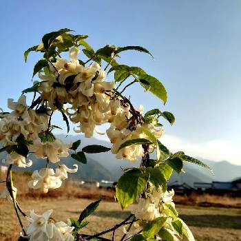 冬咲きクレマチスアンスンエンシスの投稿画像一覧 Greensnap グリーンスナップ