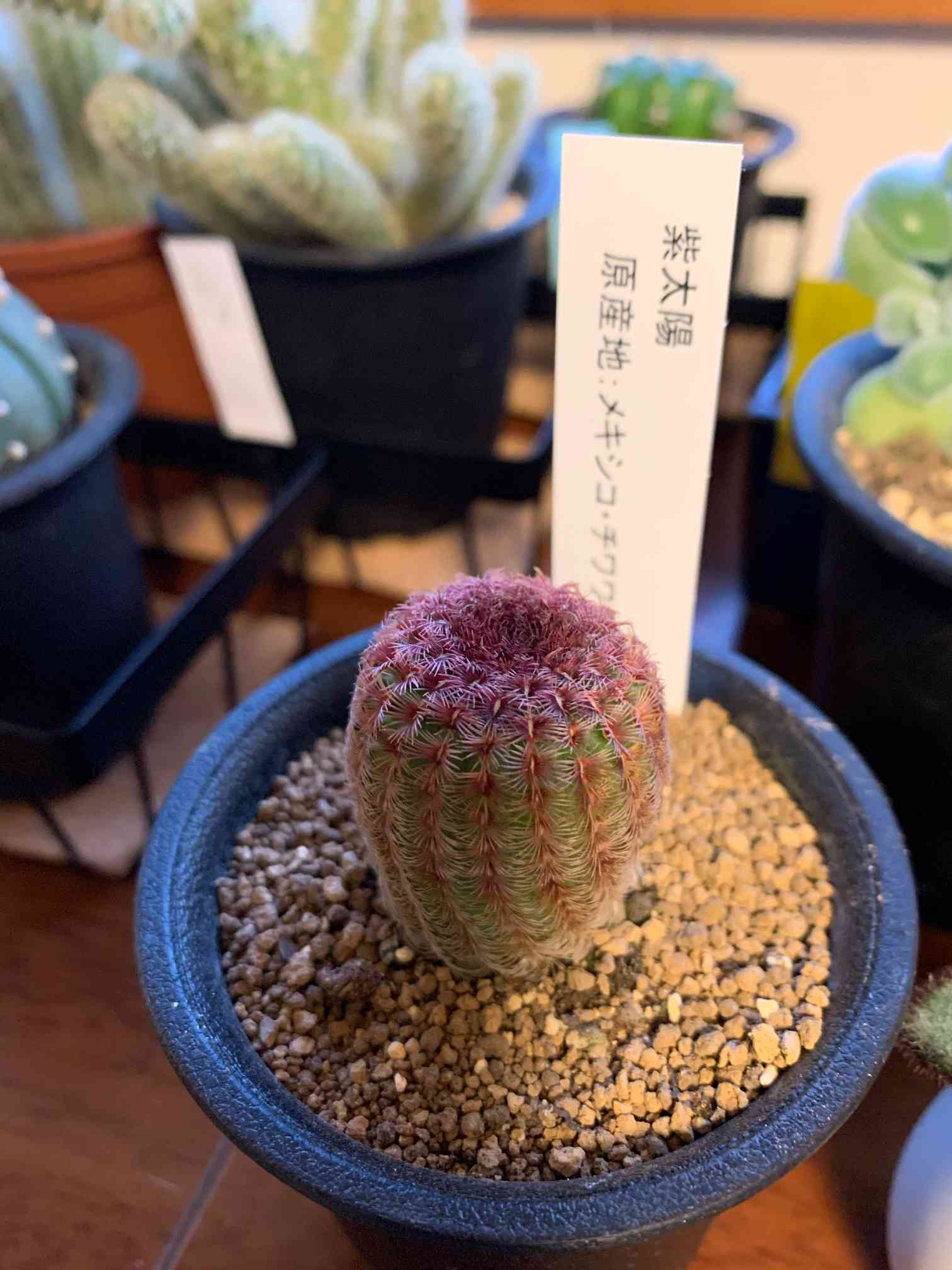 紫太陽(エキノセレウス)｜🍀GreenSnap（グリーンスナップ）