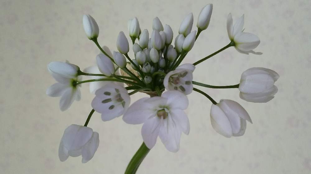 アリウム コワニーの投稿画像 By まっくさん 生花と白い花とサブスクと生花と白い花とサブスク 21月2月14日 Greensnap グリーンスナップ Greensnap グリーンスナップ
