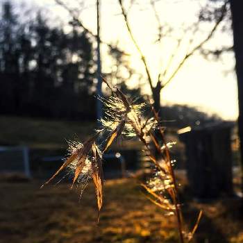 要注意外来生物の投稿画像一覧 Greensnap グリーンスナップ