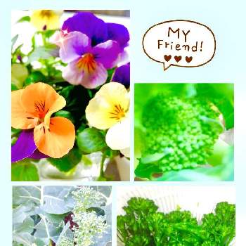 GSの皆々様に感謝❤️の画像 by coral pinkさん | 小さな庭とビオラとブロッコリーと茎立ブロッコリーと家庭菜園といつもありがとう❣️とみんな大好き♡とGSの皆々様に感謝❤️とスティックセニョール♪