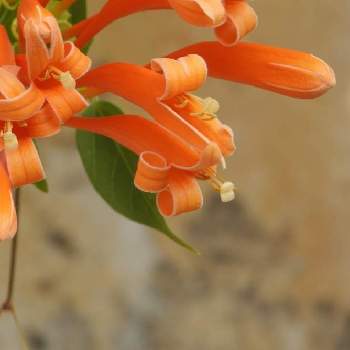 温室の植物の画像 by serendipityrumiさん | ピロステギアウェヌスタとオレンジ色とお出かけと温室の植物と大船フラワーセンター