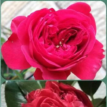 薔薇(トゥルーブルーム・レッドキャプテン)の画像 by こよー2ndさん | 春を待ちと癒し…と元気パワー♡と挿し木倍増計画(｡•̀ᴗ-)✧と薔薇(トゥルーブルーム・レッドキャプテン)と椿、紅嵐（ベニアラシ）と薔薇「トゥールブルーム・レッドキャプテン」