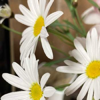 キク科の花の画像 by manabeさん | 部屋とマーガレットと切り花を楽しむと白いマーガレットとキク科の花