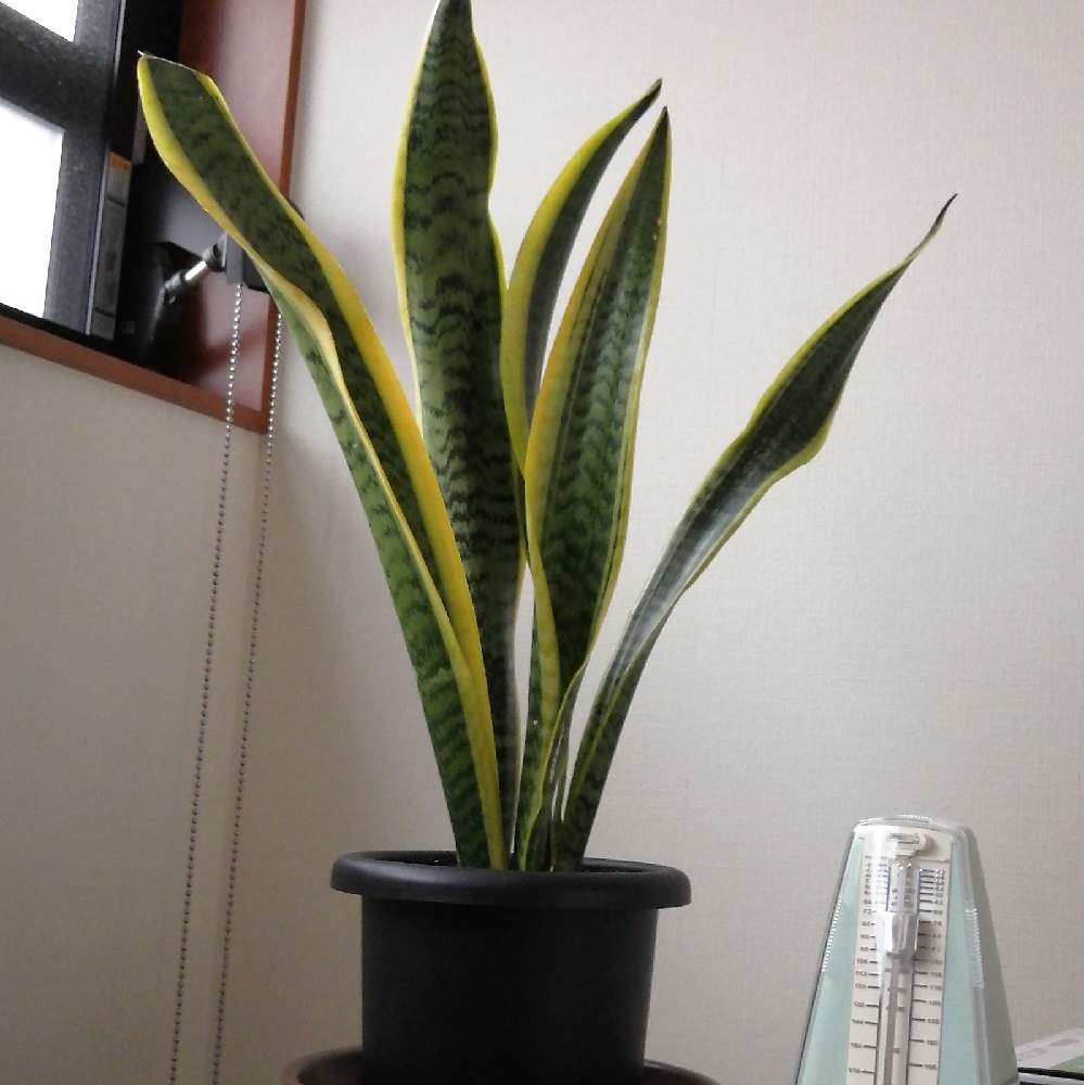 サンスベリアの投稿画像 By はままさん 観葉植物と100均と鉢植え 21月2月15日 Greensnap グリーンスナップ