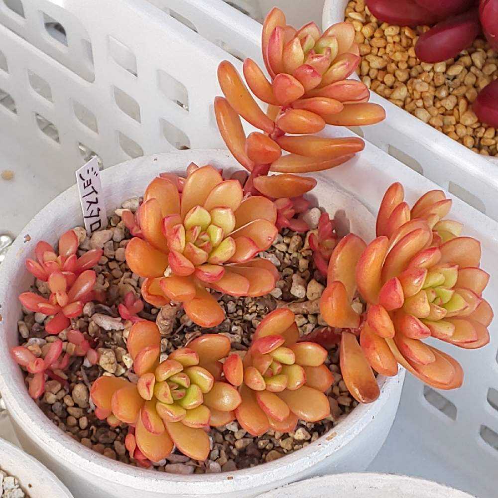 15【画像の苗全部】【カット苗】ジョイスドロープ錦 セダム【多肉植物 