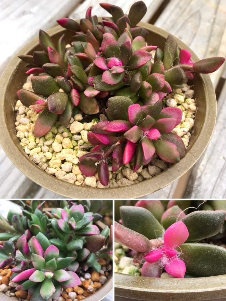 桜吹雪 アナカンプセロスの投稿画像 By Shippo ฅˆ ﻌ ˆฅさん 多肉植物と癒されます と植物に感謝と少しだけ多肉さん 21月2月15日 Greensnap グリーンスナップ