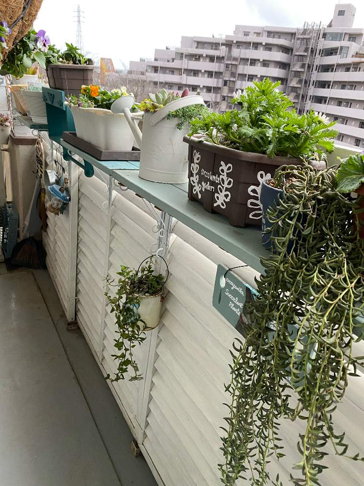 ポー友の会 関東支部の投稿画像 By ここにゃんたさん 南西向きベランダとベランダガーデニングと多肉女子 おばさん と多肉女子と千葉タニラーと多肉愛 と多肉棚diyとベランダ棚と皆様に感謝とルーバーラティスとフォローワー様に感謝 21月2月15日 Greensnap