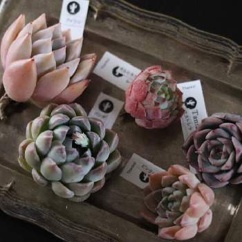 ピンクポンポンの投稿画像一覧 Greensnap グリーンスナップ