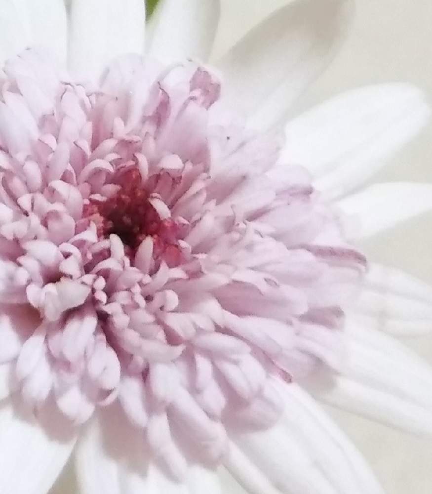 マーガレットあずきちゃん再生ミッション 4月23日完結 Greensnap グリーンスナップ