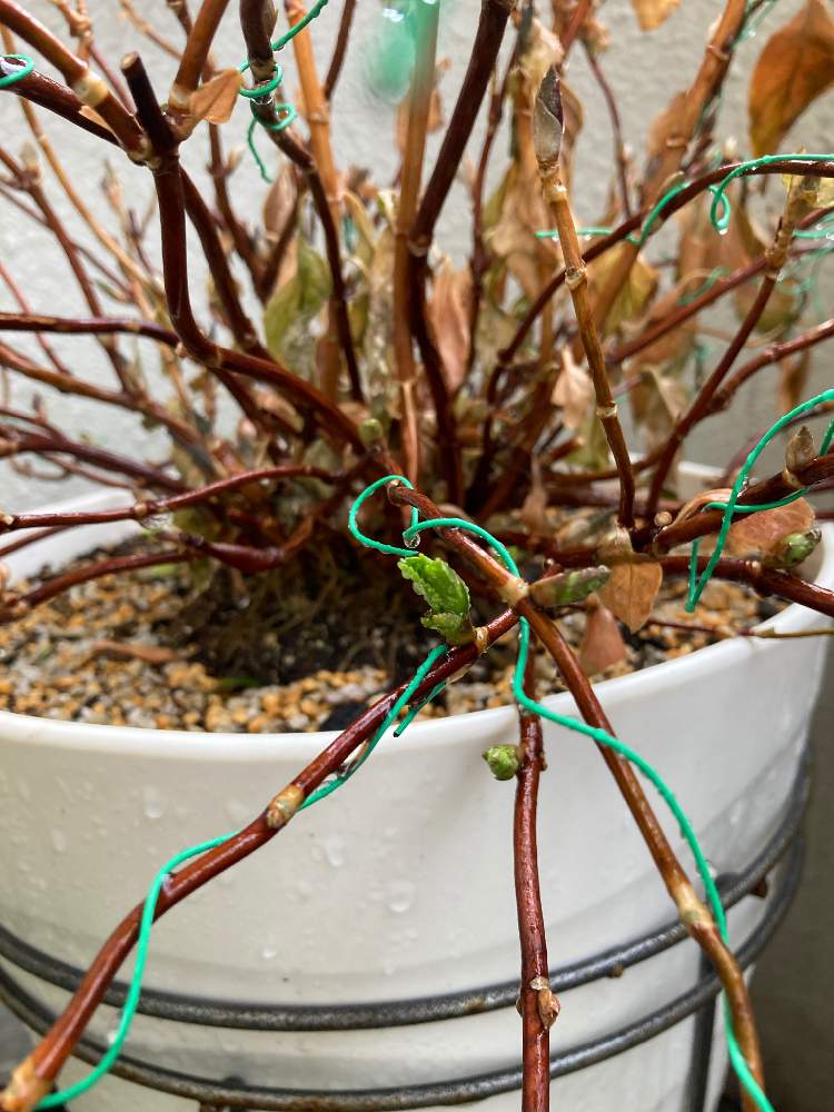 アジサイの投稿画像 By 未宇さんてぃさん 紫陽花とラグランジアブライダルシャワーとpwと半日陰とシェードガーデンとpwラグランジア ブライダルシャワーと紫陽花 アジサイ あじさいとアジサイ 紫陽花とガーデリンクとpwプルーブンウィナーズとproven Winnersとpw育てた