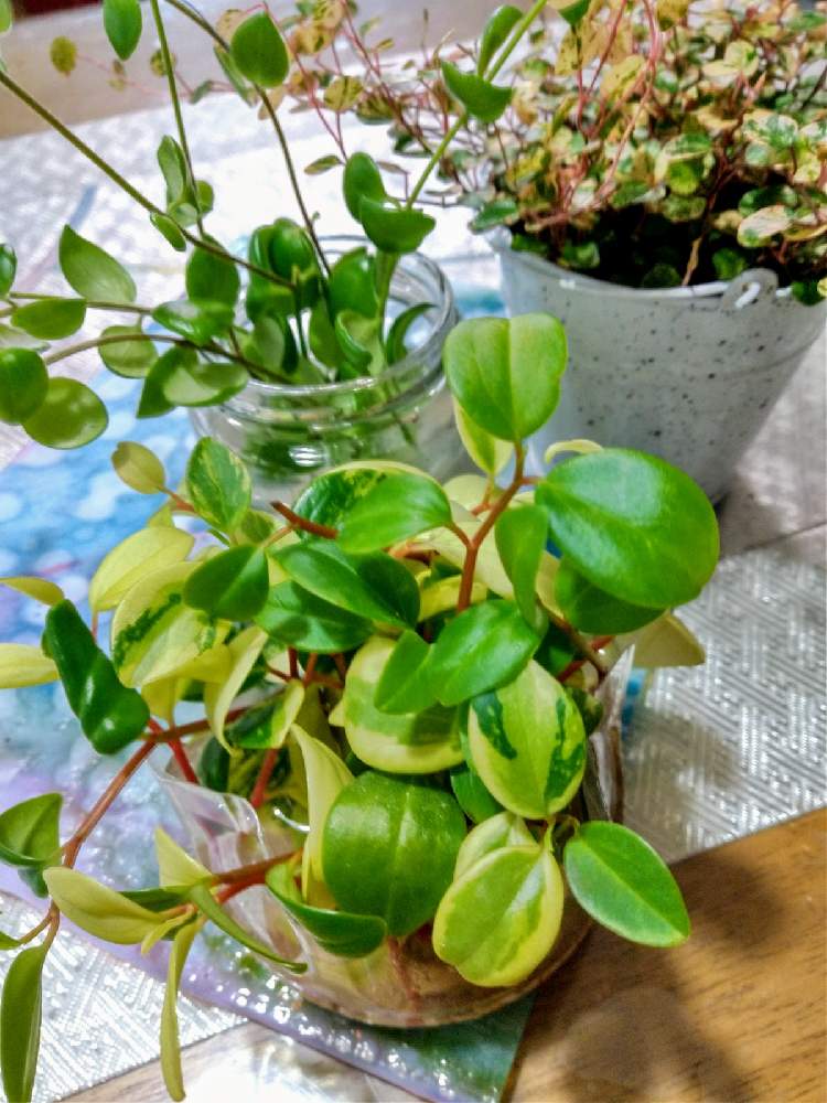 ペペロミア グラベラの投稿画像 By インコちゃんさん エスキナンサス トリコロールとワイヤープランツ スポットライトとカラーリーフとエスキナンサス マルモラタスとおうち園芸とペペロミア タートルぺぺと垂れる植物と斑入り葉と部屋とカラーリーフとエスキナンサス