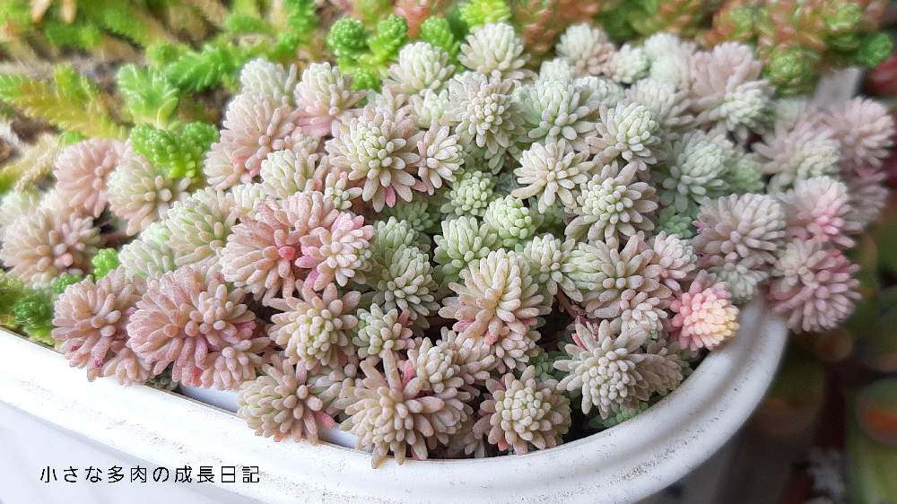 終了しました！』セダム 斑入り丸葉万年草(マキノイバリエガータ  