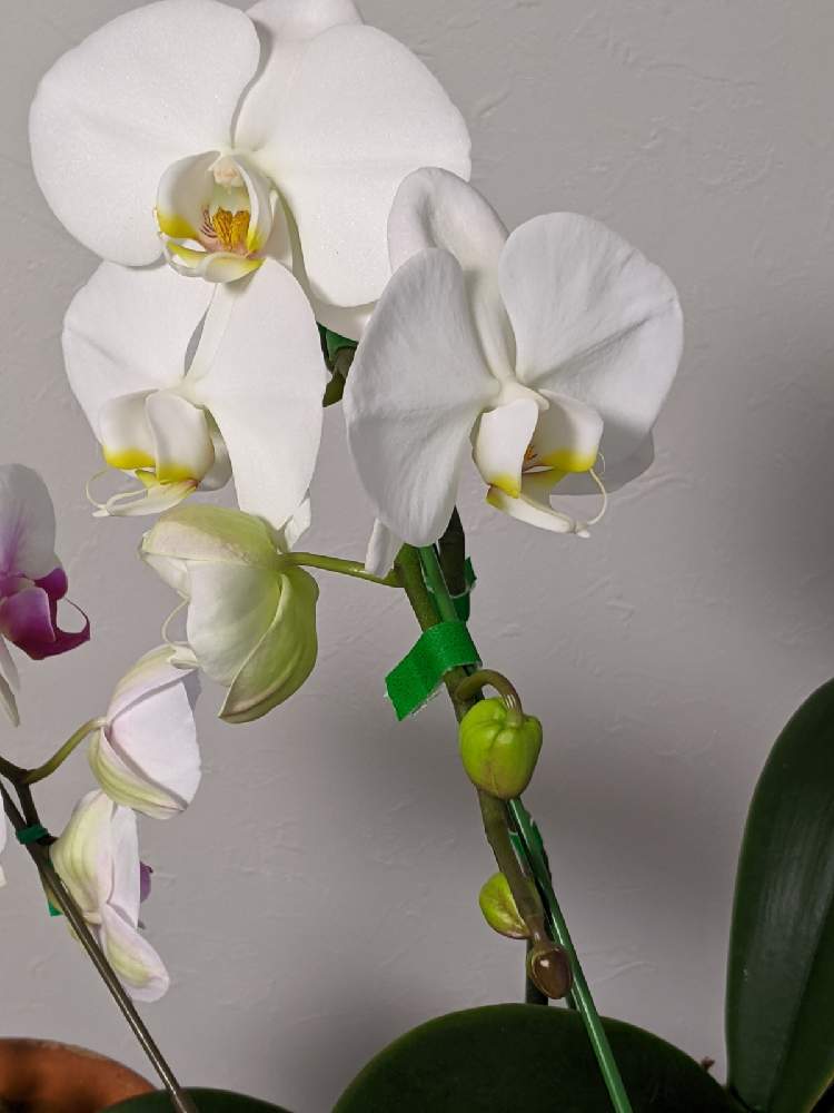 胡蝶蘭の花と葉っぱの関係 Greensnap グリーンスナップ 胡蝶蘭の花と葉っぱの関係 Greensnap グリーンスナップ