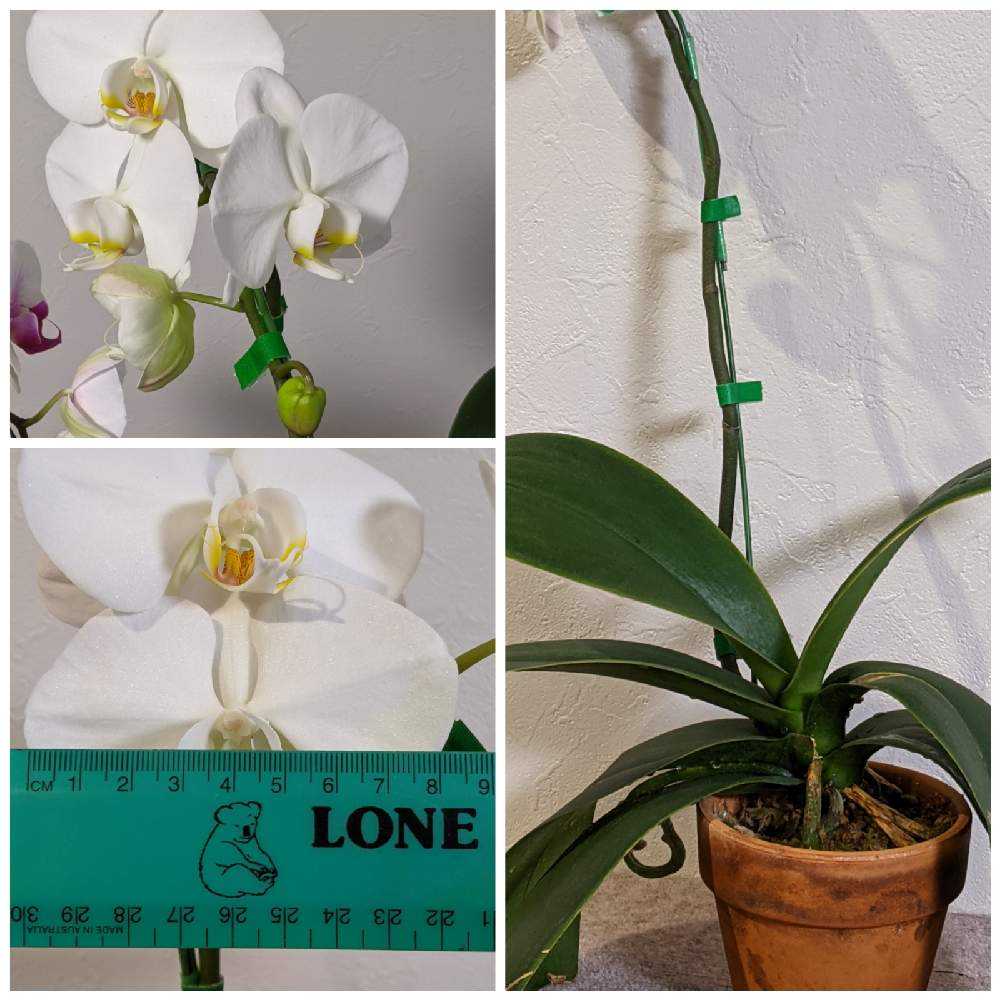 胡蝶蘭の花と葉っぱの関係 Greensnap グリーンスナップ