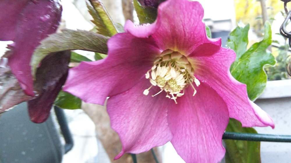 クリスマスローズの投稿画像 By カズさん 花のある暮らしと花畑 21月2月15日 Greensnap グリーンスナップ