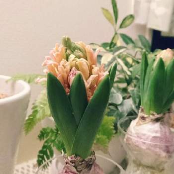 ヒヤシンスの投稿画像一覧 Greensnap グリーンスナップ