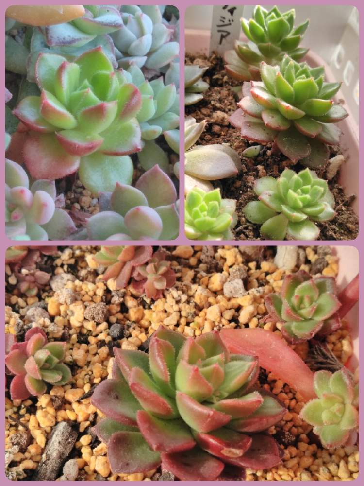 レティジアの投稿画像 By ちょこさん 多肉植物と葉挿しっ子と冬越し挑戦中 と葉挿しで増えました とがんばれ 葉挿しっ子と千葉県と冬 越しと紅葉が楽しみ と隙間収納と室外機の上と簡易温室と葉挿し挑戦中と多肉女子と多肉ワクワクとタニラーと千葉タニラーと葉挿しと