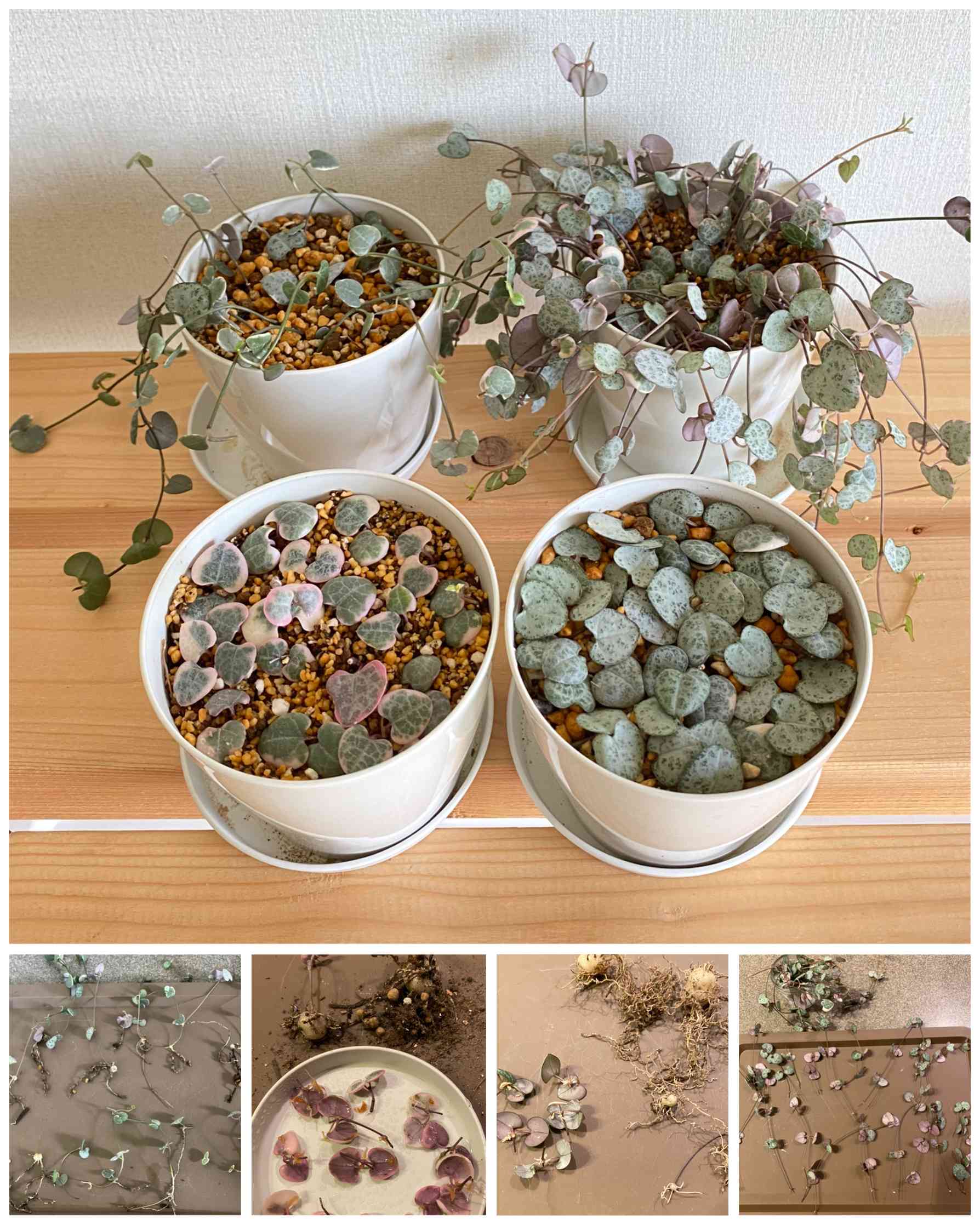 ハートカズラ♡レディーハート♡鉢ごと♡多肉植物 ハートカズラ